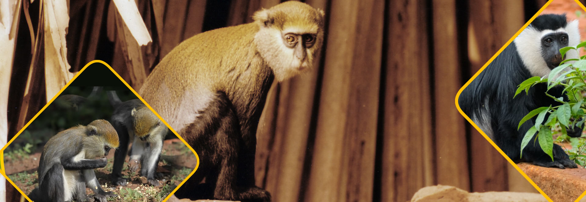 Ghana's Sacred Monkeys - bioGraphic