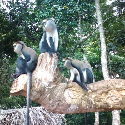 Monkey Sanctuary 19 20160520 1883700354