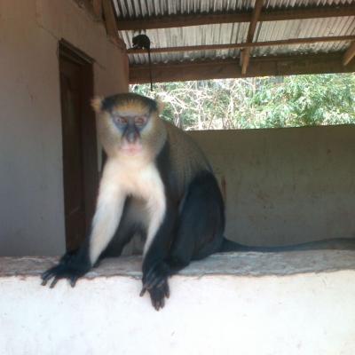 Monkey Sanctuary 5 20160520 2037787120